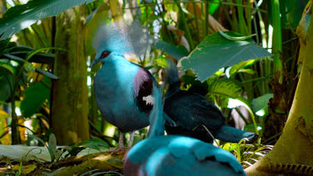 Goura cristata with blue feathers and crested in the usual habitat in the forest with green grass and sprawlの写真素材