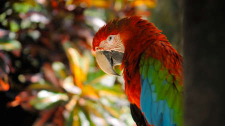 Parrot ara with red and green feathers in the usual habitat with green grass and sprawl sits on a wooden branchの写真素材