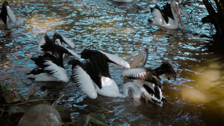 Flocks of large Australian pelicans in the water fishing in their usual habitat with green grass and sprawlの写真素材