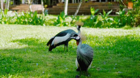 Eastern crowned crane in the usual habitat with green grass and sprawl