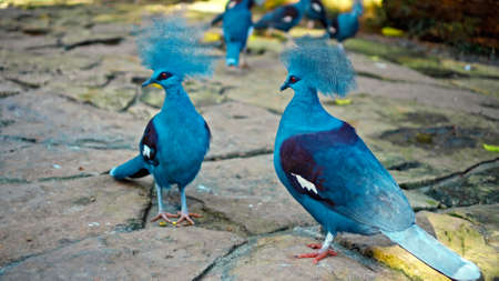 Goura cristata with blue feathers and crested in the usual habitat in the forest with green grass and sprawlの写真素材