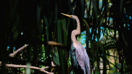 Amerikaanse Slangenhalsvogel or anhinga in habitual habitat in forest with green grass and sprawlの写真素材