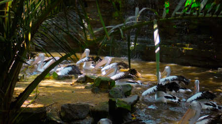 Flocks of large Australian pelicans in the water fishing in their usual habitat with green grass and sprawlの写真素材