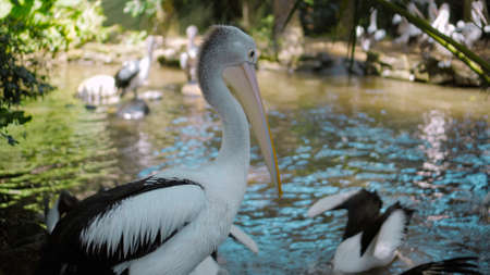 Flocks of large Australian pelicans in the water fishing in their usual habitat with green grass and sprawlの写真素材