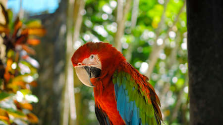 Parrot ara with red and green feathers in the usual habitat with green grass and sprawl sits on a wooden branchの写真素材