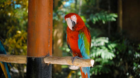 Parrot ara with red and green feathers in the usual habitat with green grass and sprawl sits on a wooden branchの写真素材