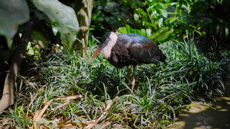 White-necked stork or Ciconia episcopus in the usual habitat in a forest with green plantsの写真素材