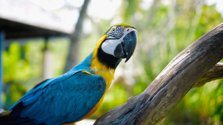 Parrot ara with yellow and blue feathers in its usual habitat with green grass and sprawl sits on a wooden branchの写真素材