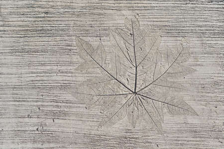 Photo of texture of concrete decorated old wall with embossing printing of extruded tropical growth plantの写真素材