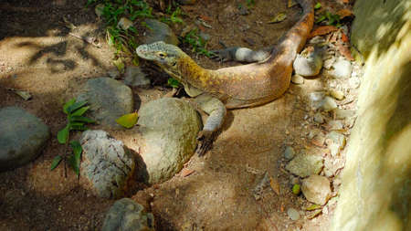 Lizard from komodo island in habitual habitat in sand with stonesの写真素材