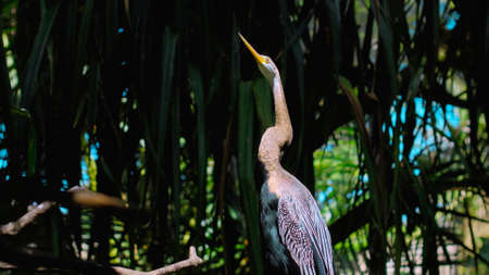 Amerikaanse Slangenhalsvogel or anhinga in habitual habitat in forest with green grass and sprawlの写真素材
