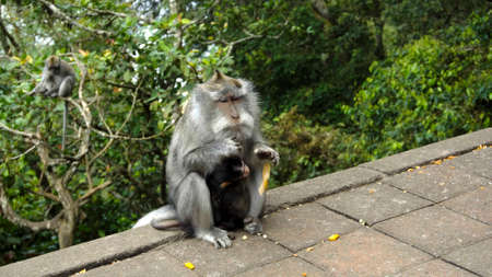 Monkeys waiting for food from tourists on a stone stove in juegles