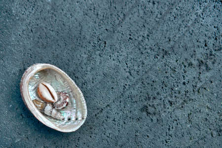 Background with multicolored sea shells lying on a stone textured slab