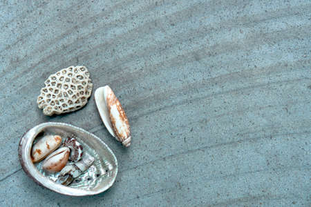 Background with multicolored sea shells lying on a stone textured slabの写真素材
