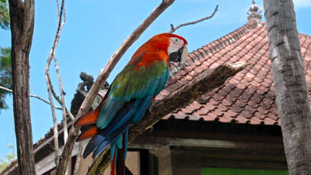 Parrot ara with red and green feathers in the usual habitat with green grass and sprawl sits on a...