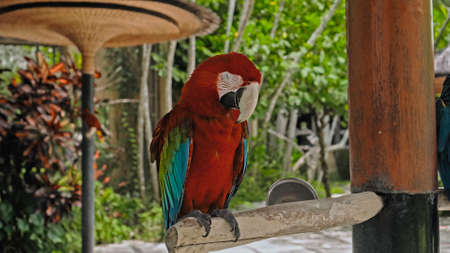 Parrot ara with red and green feathers in the usual habitat with green grass and sprawl sits on a...