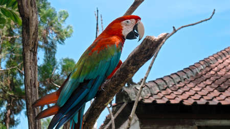 Parrot ara with red and green feathers in the usual habitat with green grass and sprawl sits on a wooden branchの写真素材