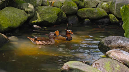 Flocks of large Australian pelicans in the water fishing in their usual habitat with green grass and sprawlの写真素材