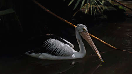 Flocks of large Australian pelicans in the water fishing in their usual habitat with green grass and sprawlの写真素材