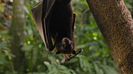 A black flying fox hangs upside down holding on to a tree in its usual habitat in a forest with...