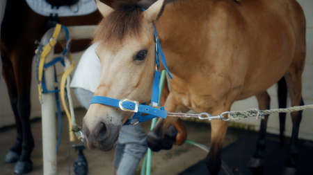 A brown horse with a leash on head close-up at a horse breeding farm in the village