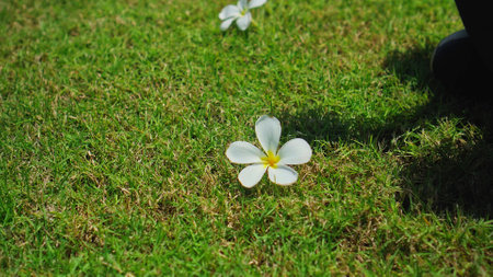 White flower plumeria lies on a green lawn under the bright sunの写真素材