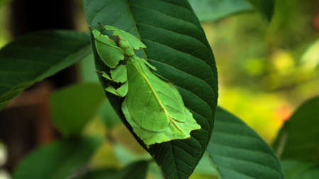 Leaf Insect the green Phylliidae sticking under a leaf and well camouflaged and themes towards the stem on a tropical forestの写真素材