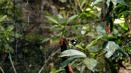 A black butterfly with white spots on its wings sits on a green tree leaf in the rainforestの写真素材