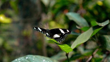 A black butterfly with white spots on its wings sits on a green tree leaf in the rainforest