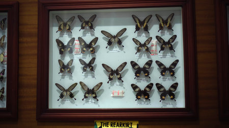 Buruan, Tabanan, Bali, Indonesia - 3, January 2021: Large Butterfly Collection. Closeup view of many different colorful butterflies on bright white windowのeditorial素材