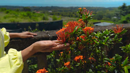 Hands of a dark-skinned girl in a yellow dress touches the red flowers of a plant in the backyard