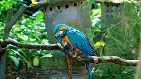 Parrot ara with yellow and blue feathers in its usual habitat with green grass and sprawl sits on a wooden branchの写真素材