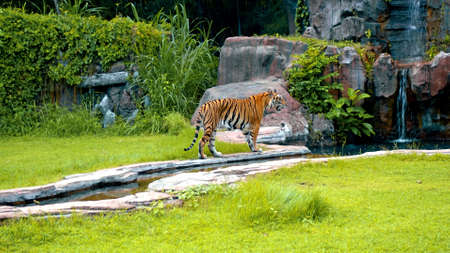 Males of wild tigers run along the grass at the rocks study the territory for lifeの写真素材
