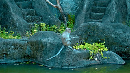 A monkey sits in an old stone town at a stone gate and eats fruitの写真素材