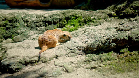 A family of African Suricate in their habitat dig into a squeeze and look for foodの写真素材
