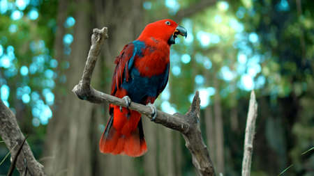 Parrot red Eclectus roratus with green feathers in the usual habitat with green grass and sprawl...