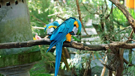 Parrot ara with yellow and blue feathers in its usual habitat with green grass and sprawl sits on a wooden branchの写真素材