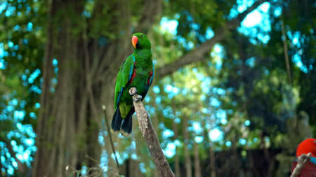 Parrot green Eclectus roratus with green feathers in the usual habitat with green grass and sprawl sits on a wooden branchの写真素材