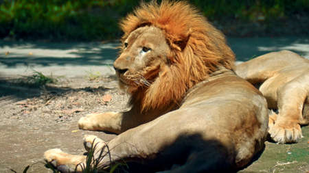 Males of wild African lions in the wild with a large mane lie on the ground during the day under the rays of the sunの写真素材