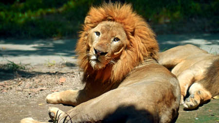 Males of wild African lions in the wild with a large mane lie on the ground during the day under the rays of the sunの写真素材