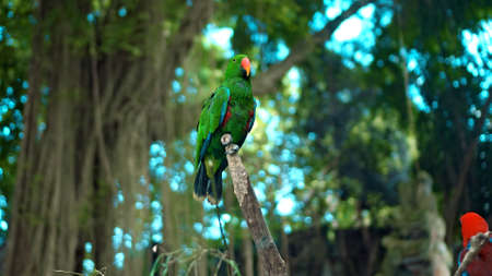 Parrot green Eclectus roratus with green feathers in the usual habitat with green grass and sprawl sits on a wooden branchの写真素材