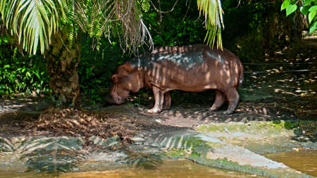 Wild African hippopotamus stands in nature on the ground with forest on the backgroundの写真素材