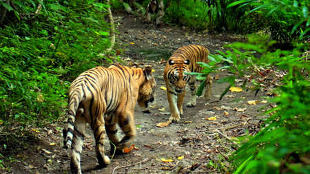 Males of wild tigers run along the grass and study the territory for lifeの写真素材