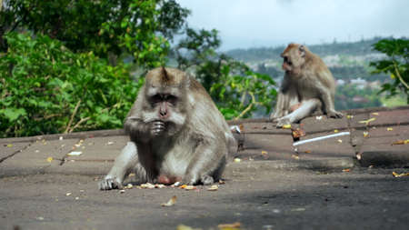 Wild monkeys walk out to the road to ask for food from passing people in Indonesia on Bali island