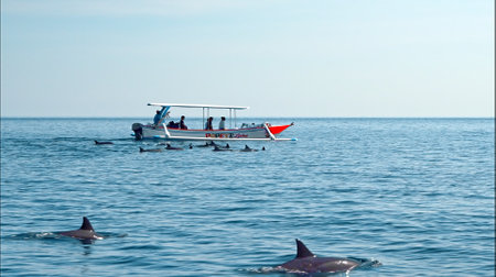 People on a boat sail behind the Stenellalongirostris family of dolphins that jump out of the water in the open, clear sea on the island of Baliのeditorial素材