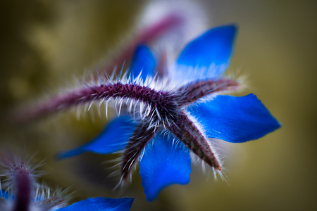 borageの写真素材