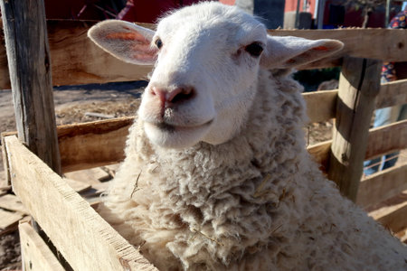 Sheep in the paddock, close-up of a sheep headの写真素材