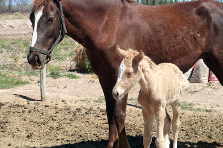 a mare with a foal in the paddock on a sunny dayの写真素材