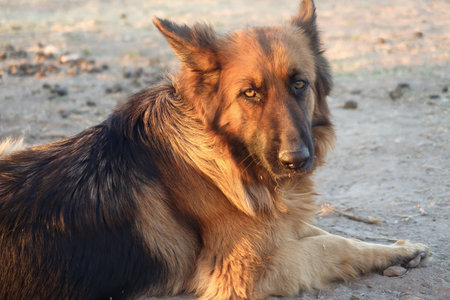 German shepherd dog lying on the ground and looking at the camera.の写真素材