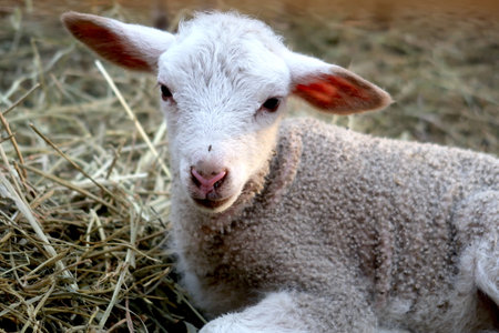 Cute lamb on the farm in the summer. cute lambの写真素材